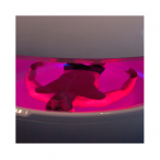 Научные эксперименты. Дочеловеческие этапы эволюции психики.